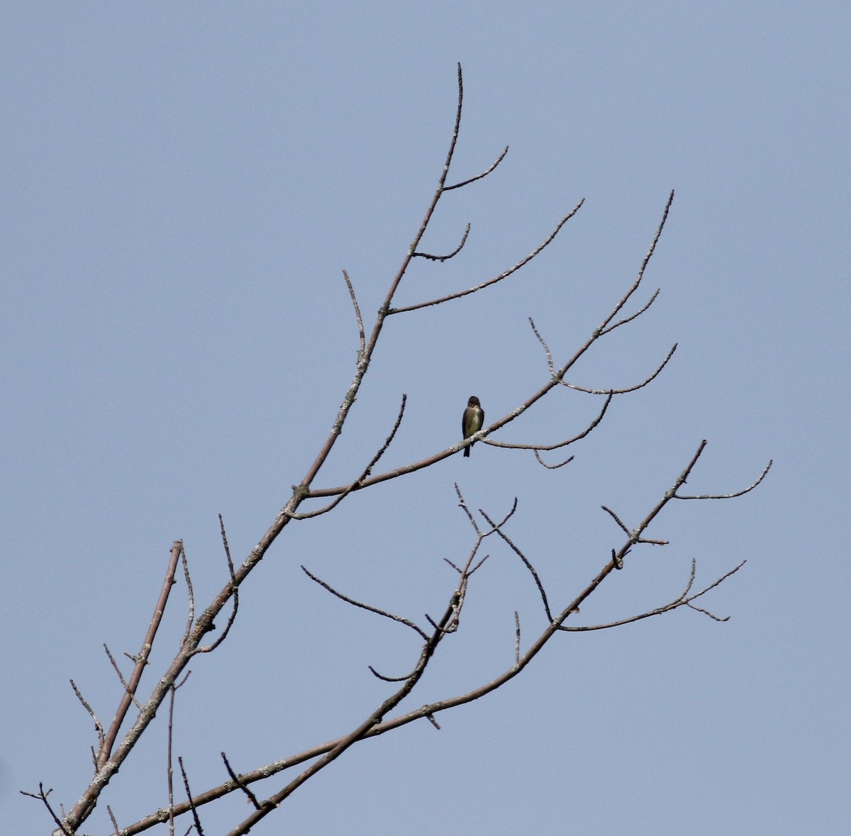 Olive-sided Flycatcher - ML75353261