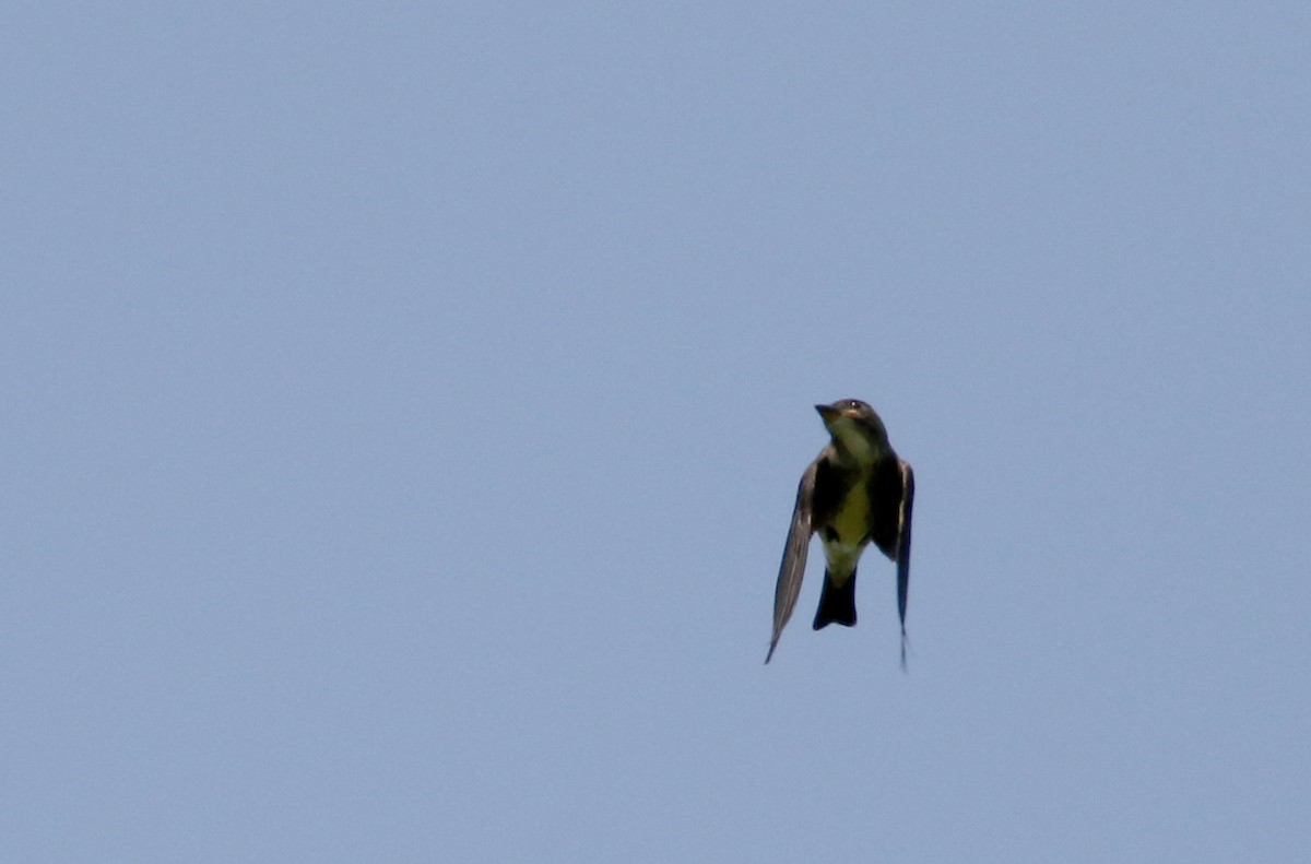 Olive-sided Flycatcher - Jay McGowan