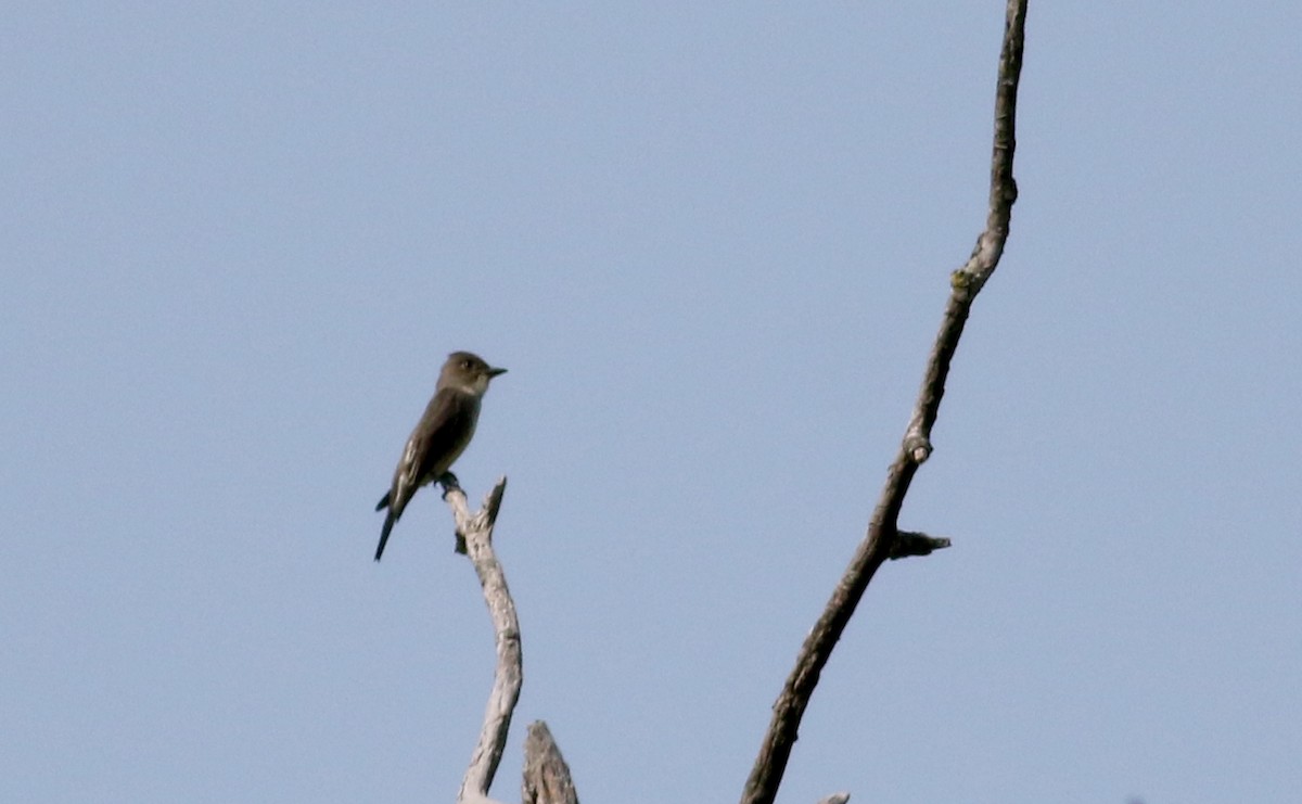 Olive-sided Flycatcher - ML75353441