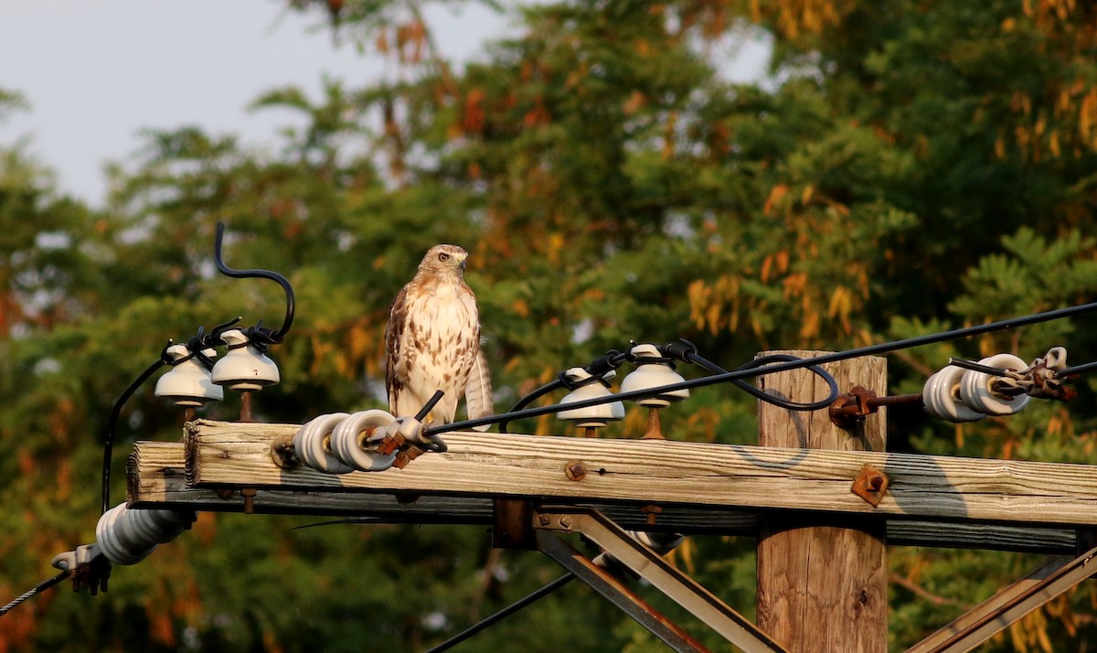 Red-tailed Hawk (borealis) - ML75354231