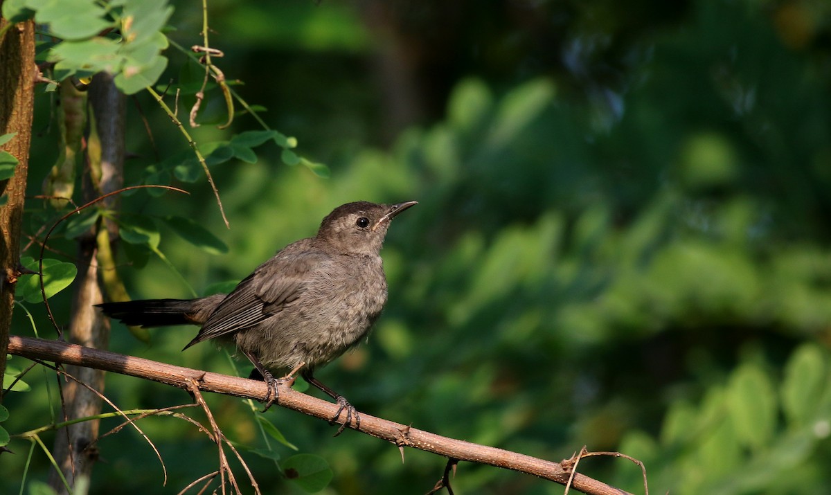 Gray Catbird - ML75354351