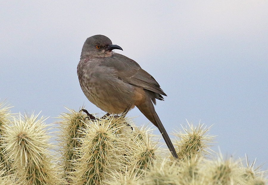 Curve-billed Thrasher (palmeri Group) - ML75354631