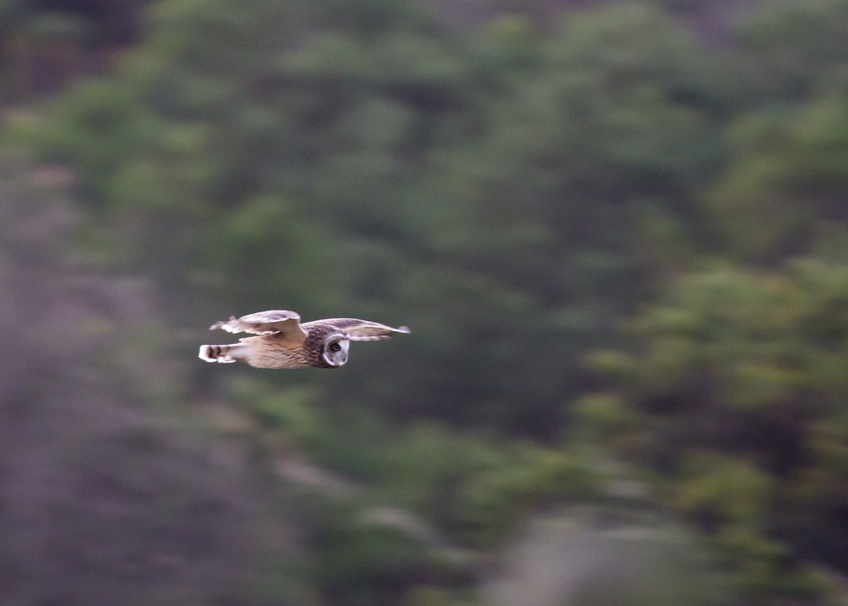Short-eared Owl - ML75359711