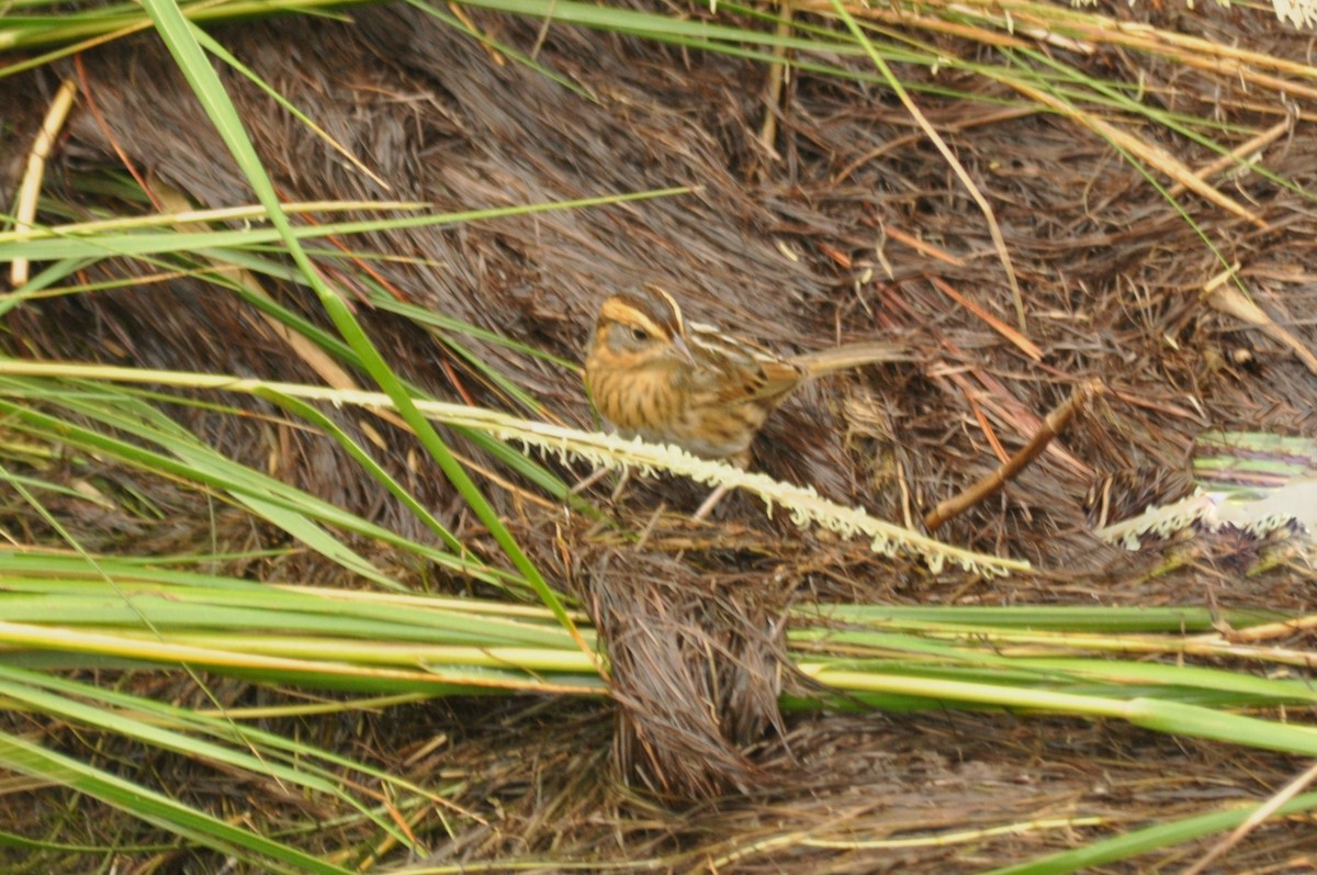 Nelson's Sparrow - ML75359801