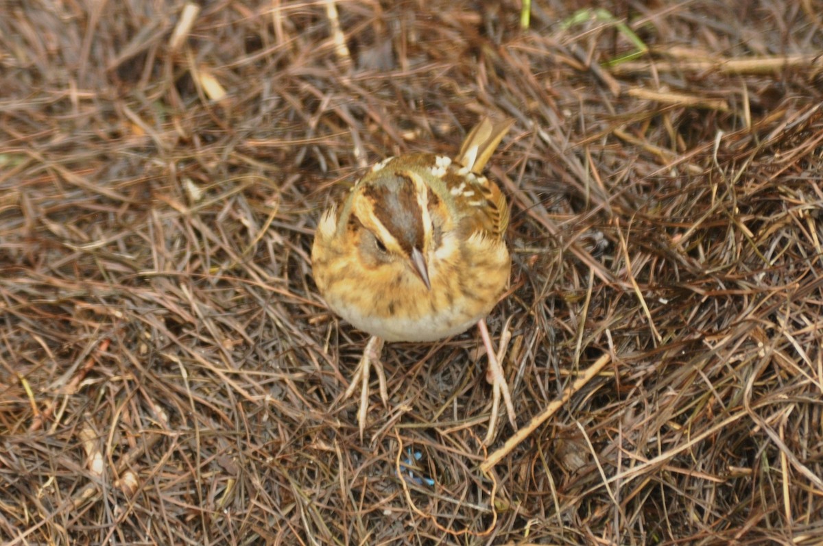 Nelson's Sparrow - ML75359821