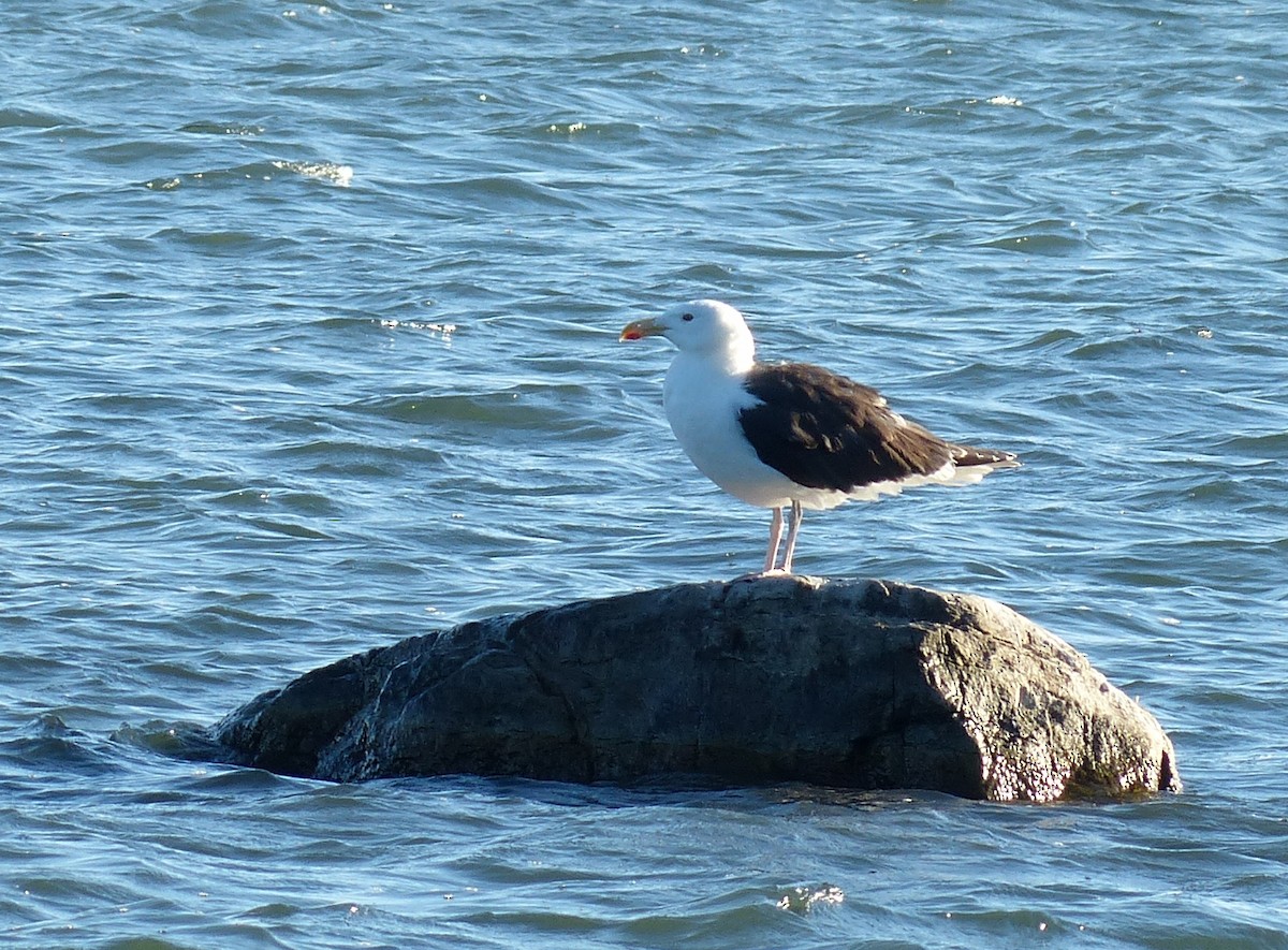 Great Black-backed Gull - Alain Sylvain