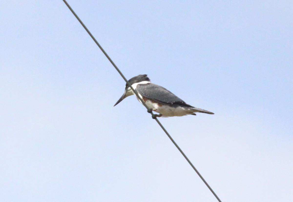 Belted Kingfisher - ML75365691