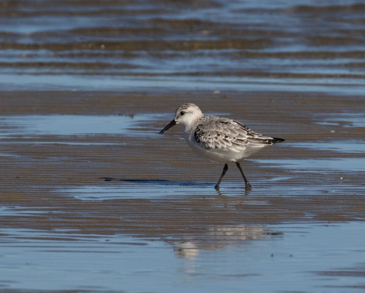 Sanderling - Mark R Johnson