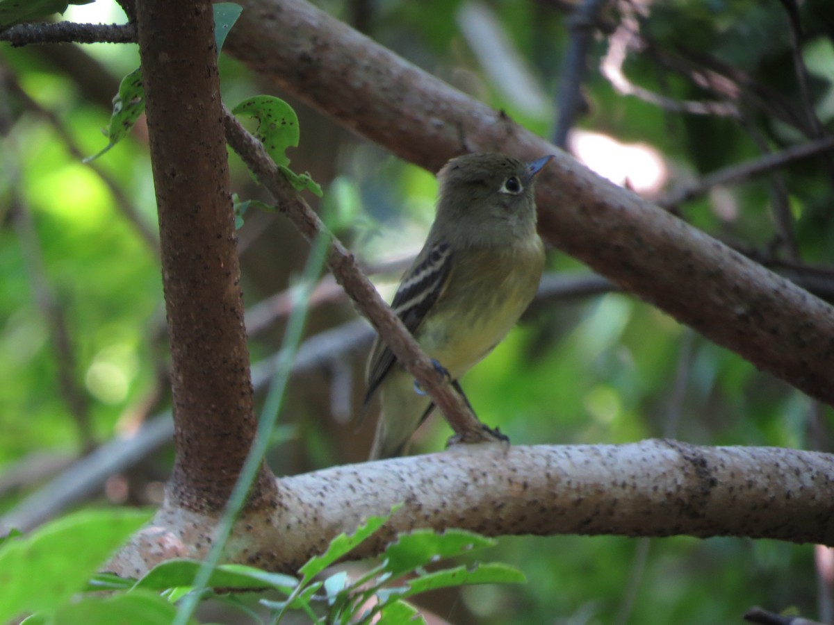 Western Flycatcher (Pacific-slope) - ML75369591