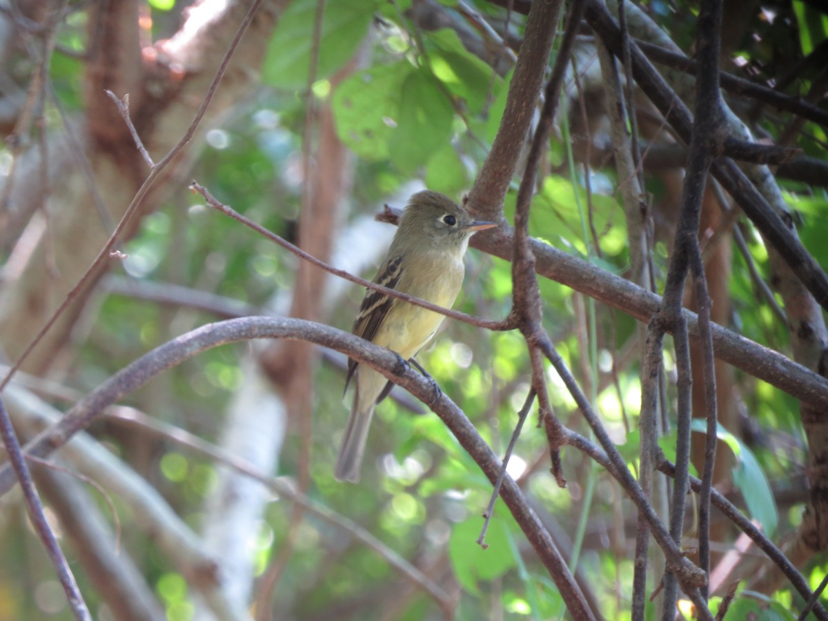 Western Flycatcher (Pacific-slope) - ML75369701