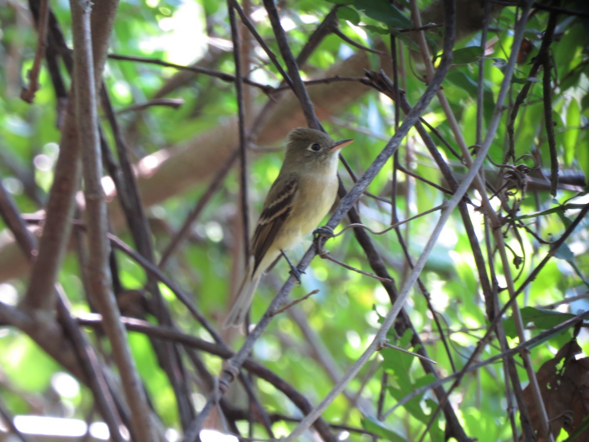 Western Flycatcher (Pacific-slope) - ML75369791