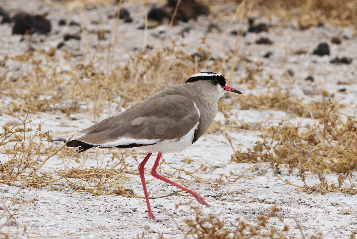 Crowned Lapwing - John Martin