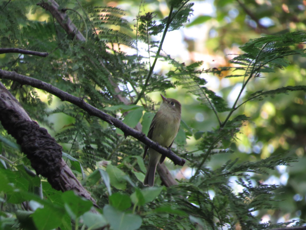 Western Flycatcher (Pacific-slope) - Oveth Fuentes