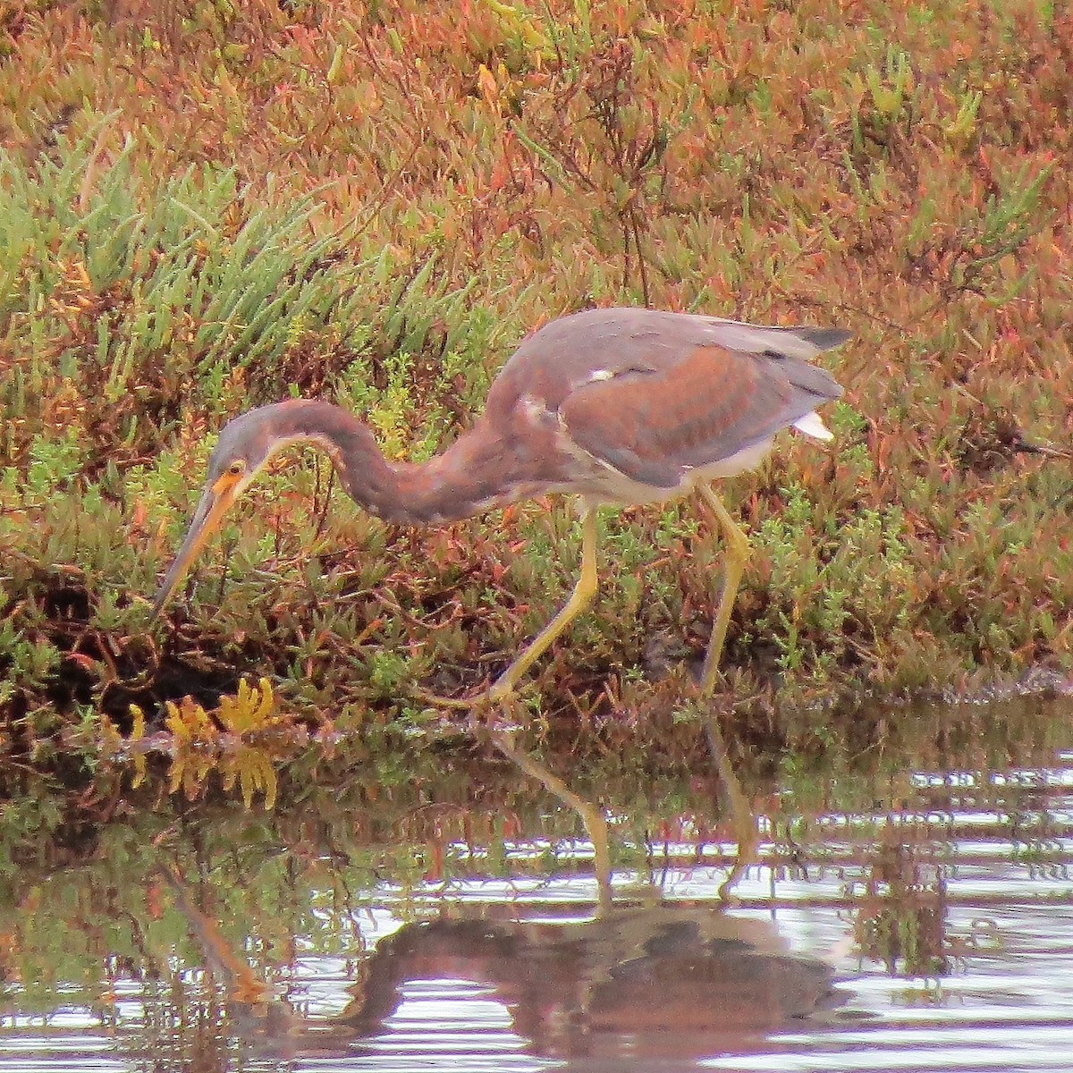 Tricolored Heron - ML75371461