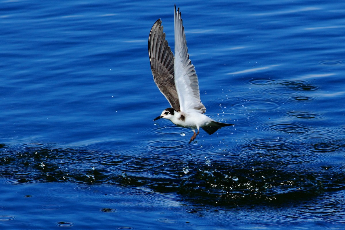 Black Tern - ML75373591