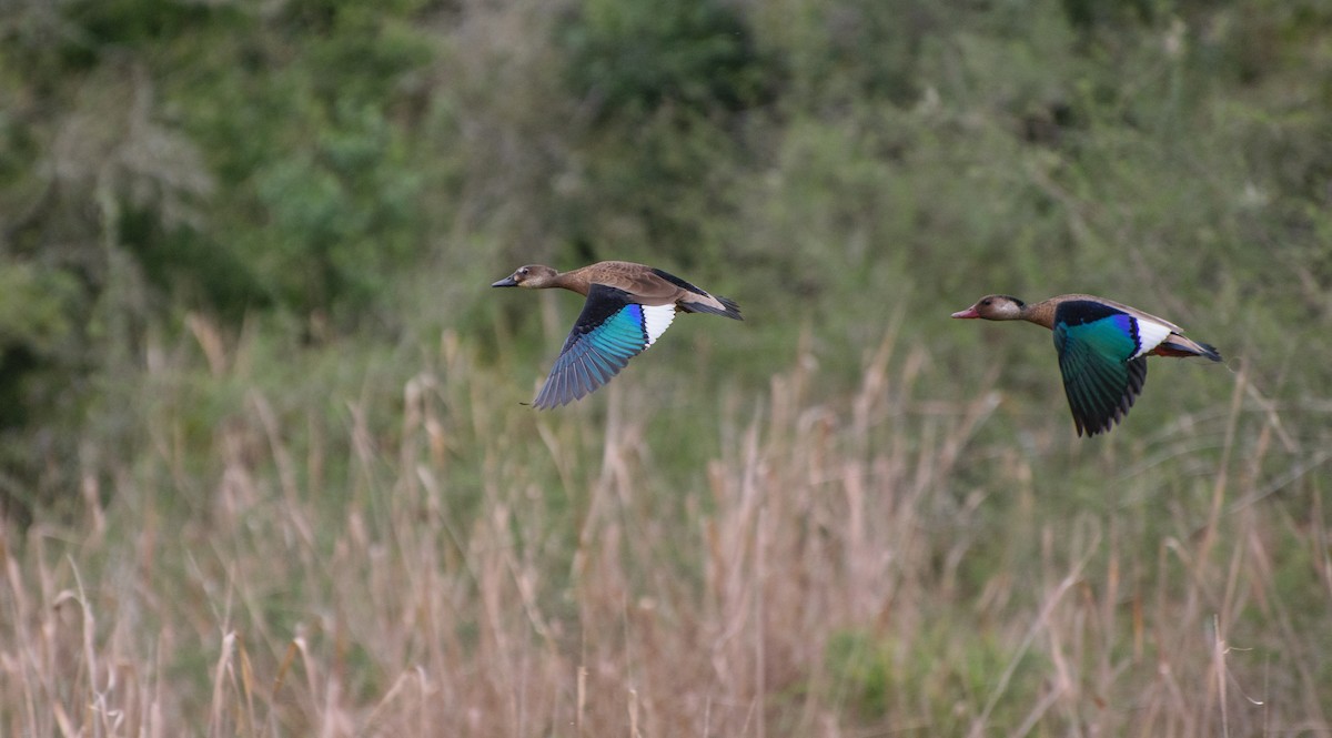 Brazilian Teal - ML75373721