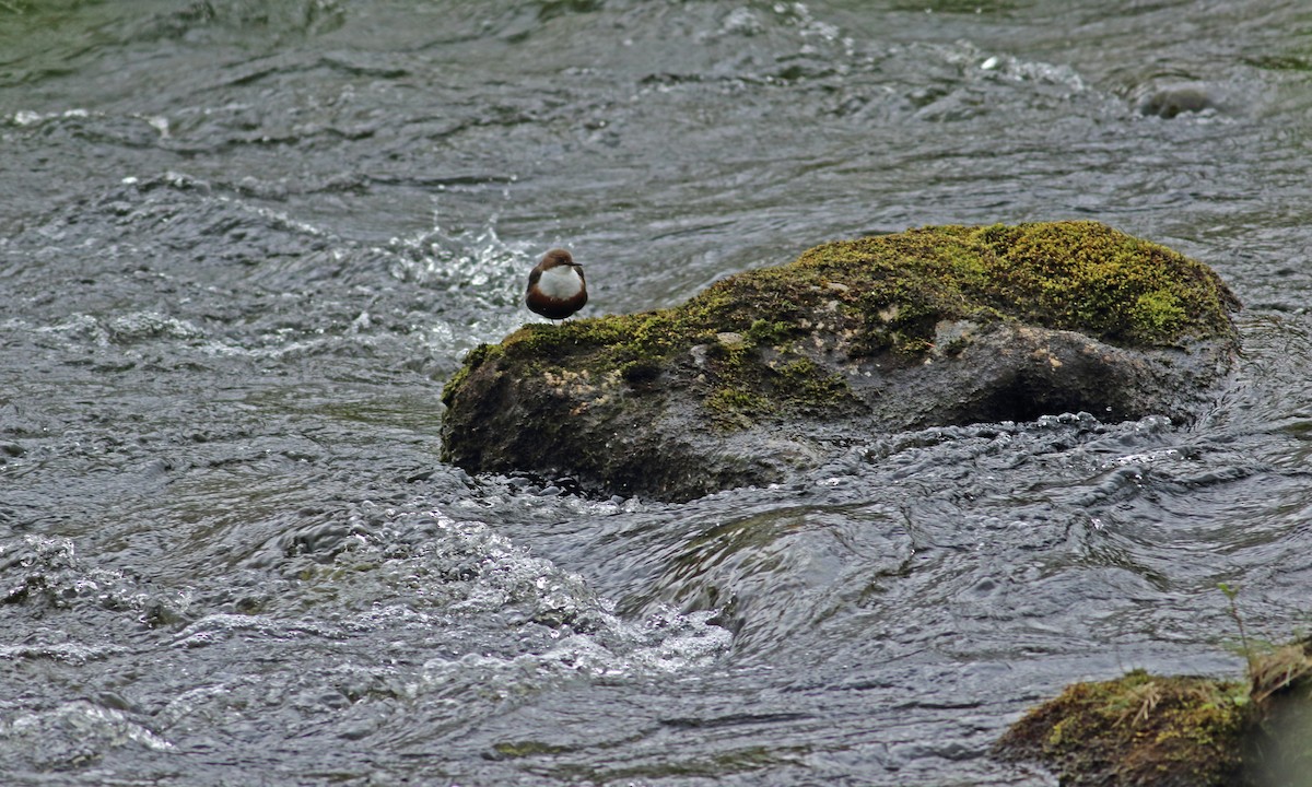 White-throated Dipper - Andrew Steele