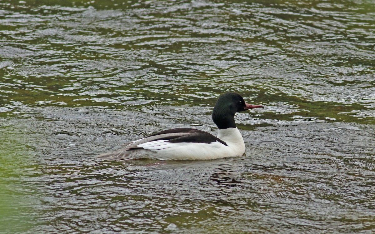 Common Merganser (Eurasian) - Andrew Steele