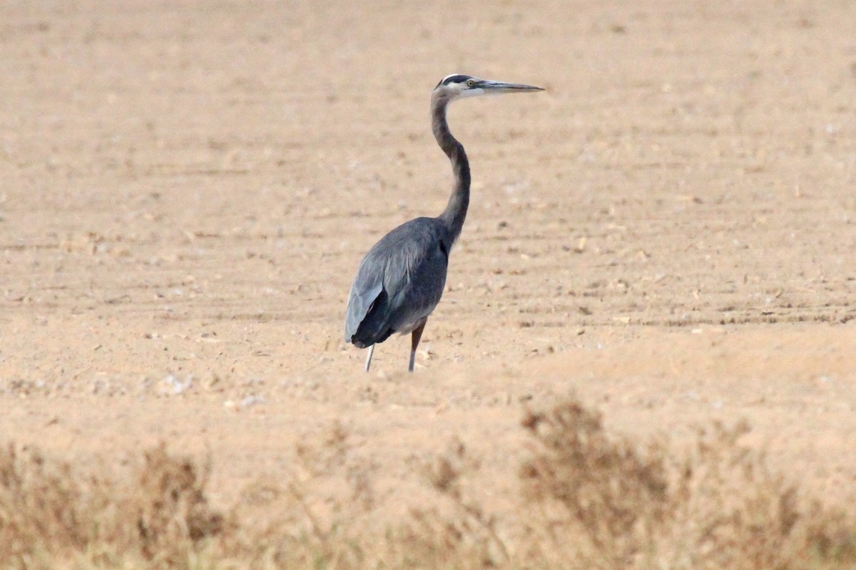 Great Blue Heron - Lindsay Story