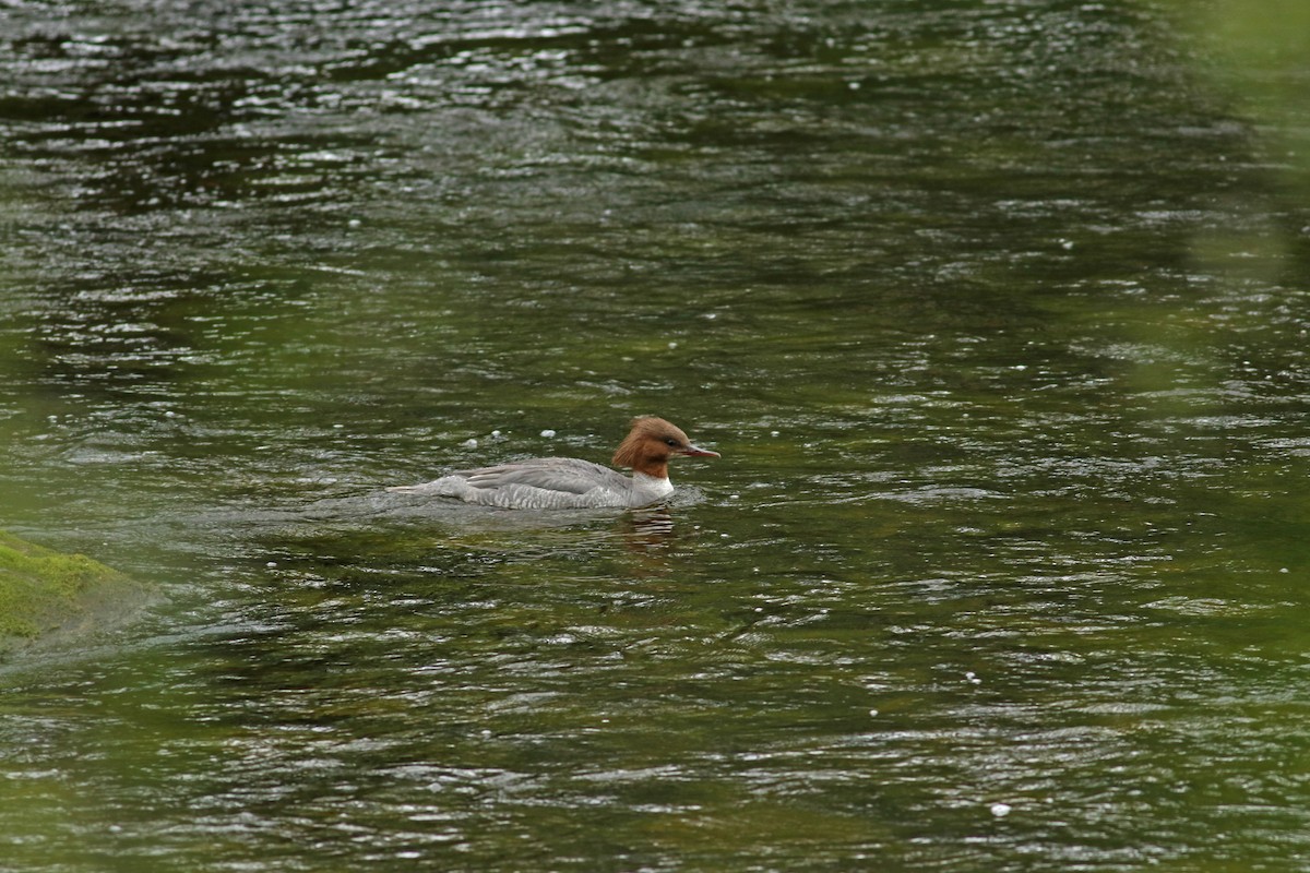 Common Merganser (Eurasian) - Andrew Steele