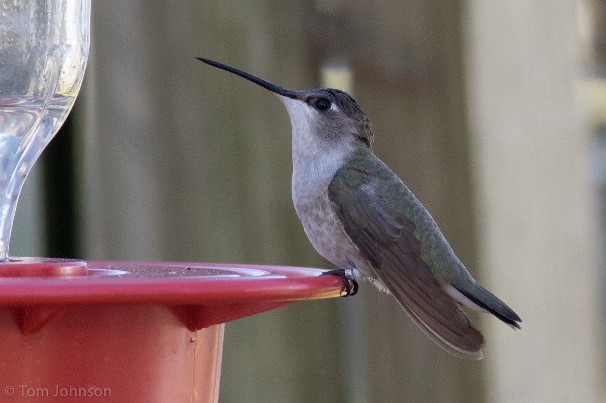 Black-chinned Hummingbird - Tom Johnson