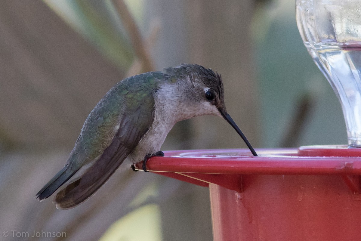 Black-chinned Hummingbird - Tom Johnson