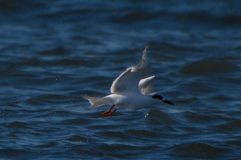 Forster's Tern - ML75376741