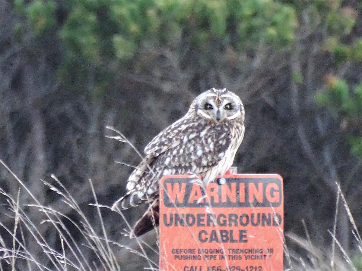 Short-eared Owl - ML75378231