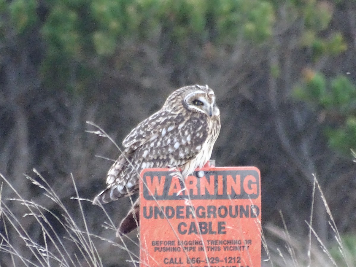 Short-eared Owl - ML75378241