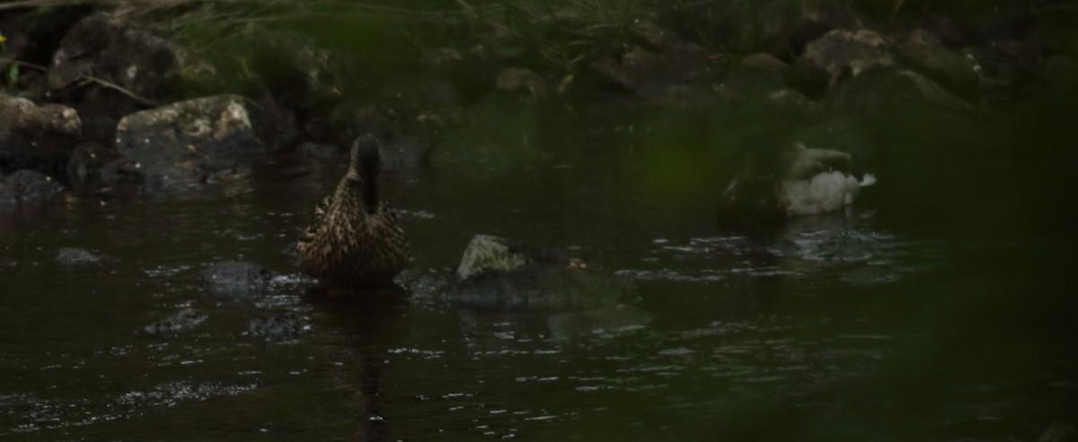 Mallard - ML75379251