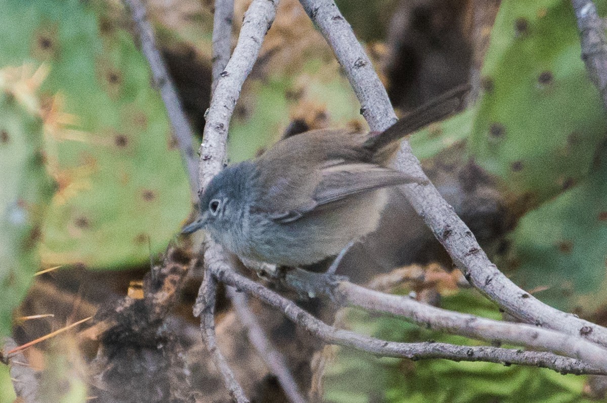 California Gnatcatcher - ML75380531