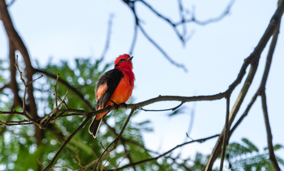 Vermilion Flycatcher (obscurus Group) - David Monroy Rengifo