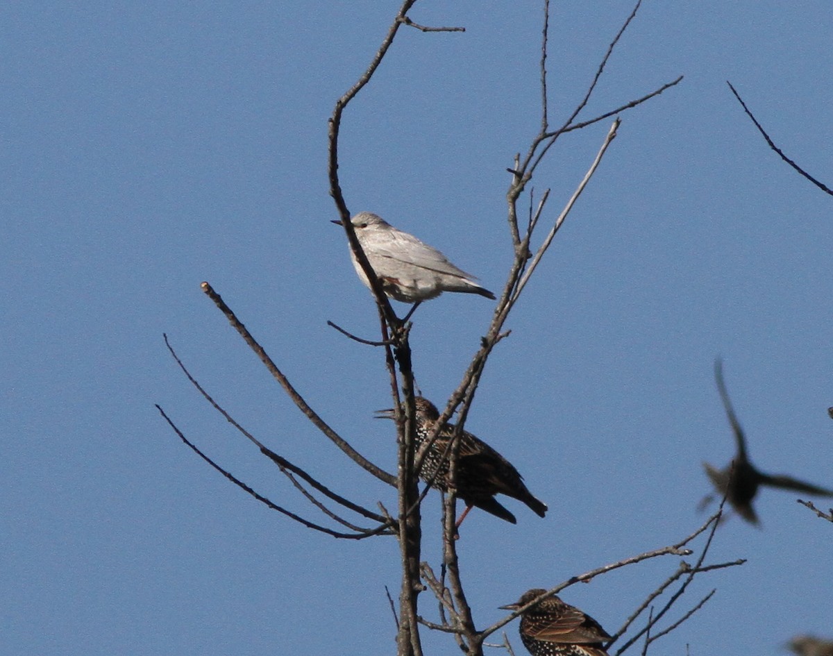 European Starling - ML75382821