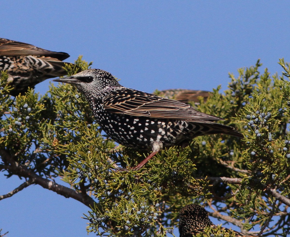 European Starling - ML75382891