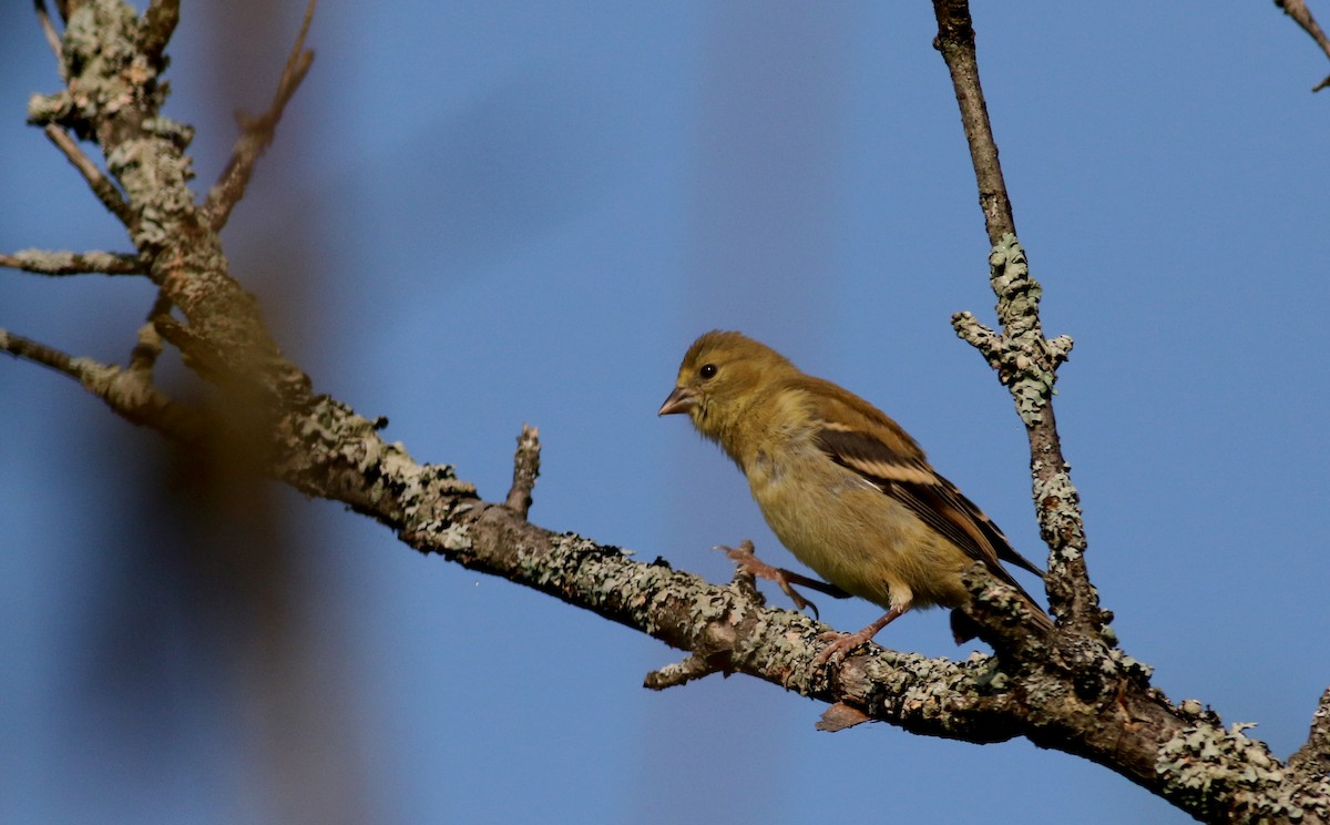 Chardonneret jaune - ML75383111