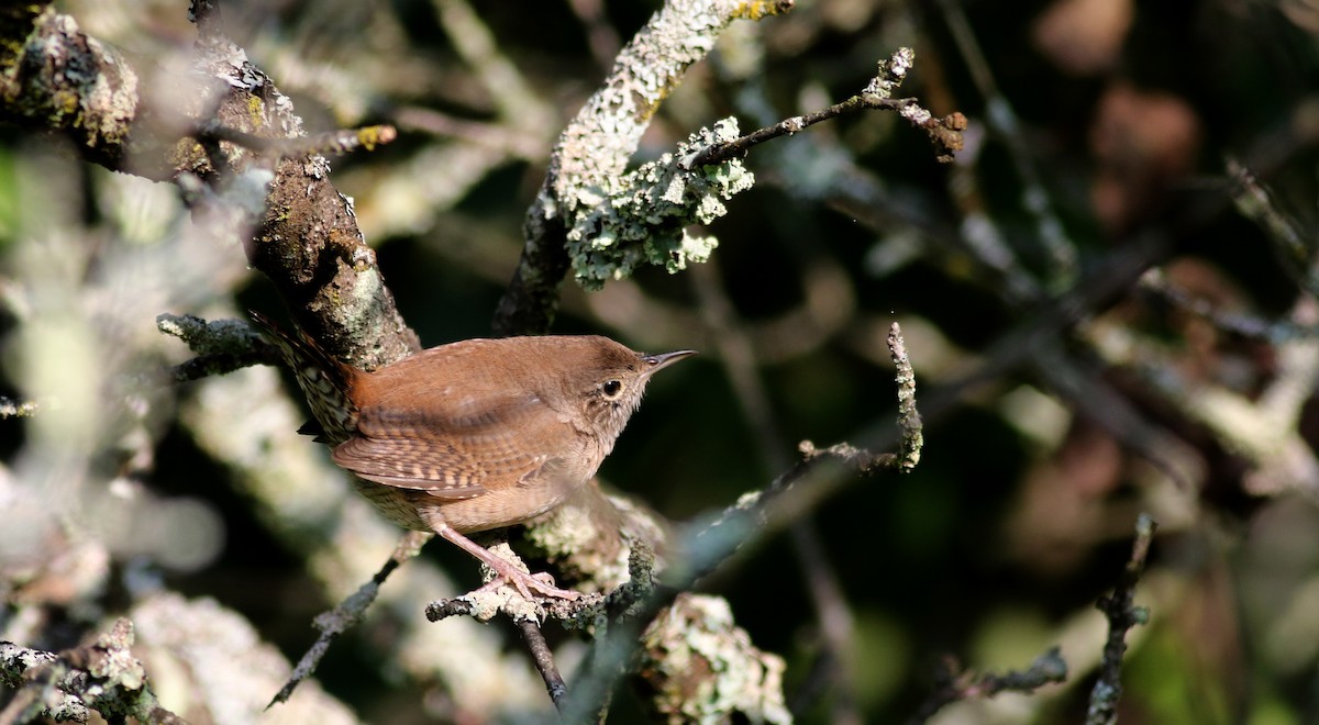 House Wren (Northern) - ML75383191