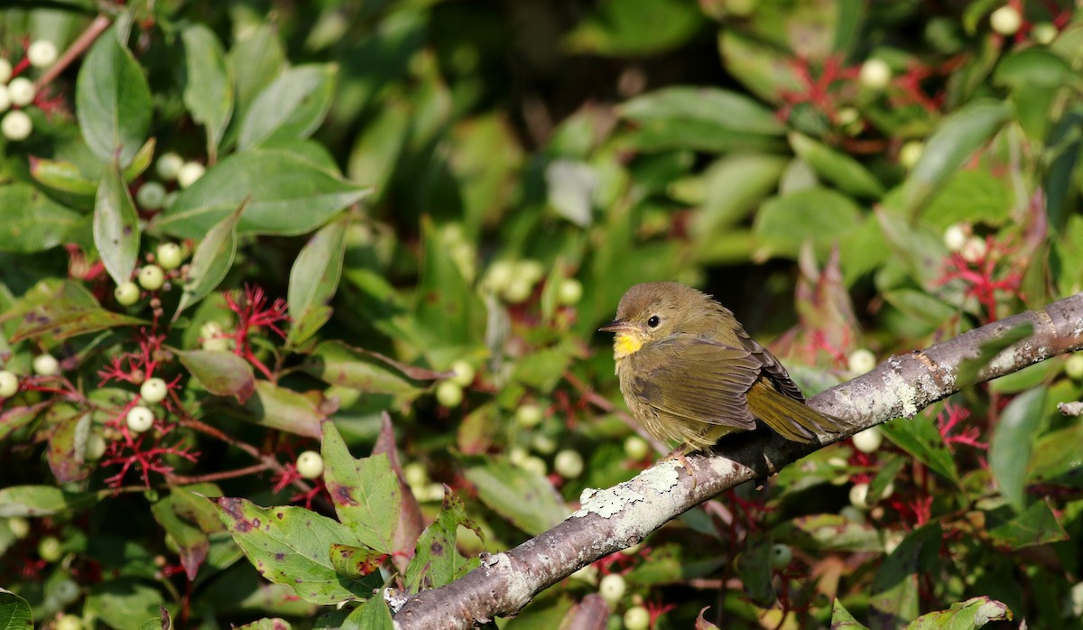 Common Yellowthroat - Jay McGowan