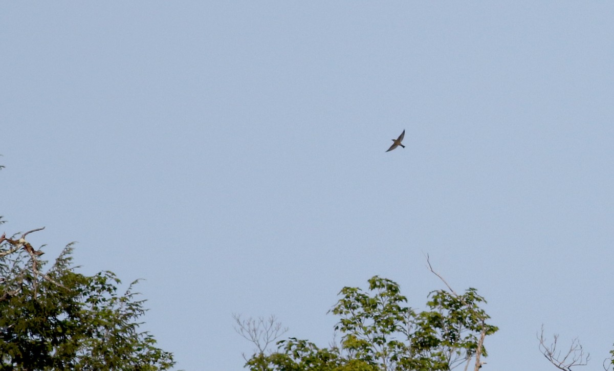 Olive-sided Flycatcher - ML75383351