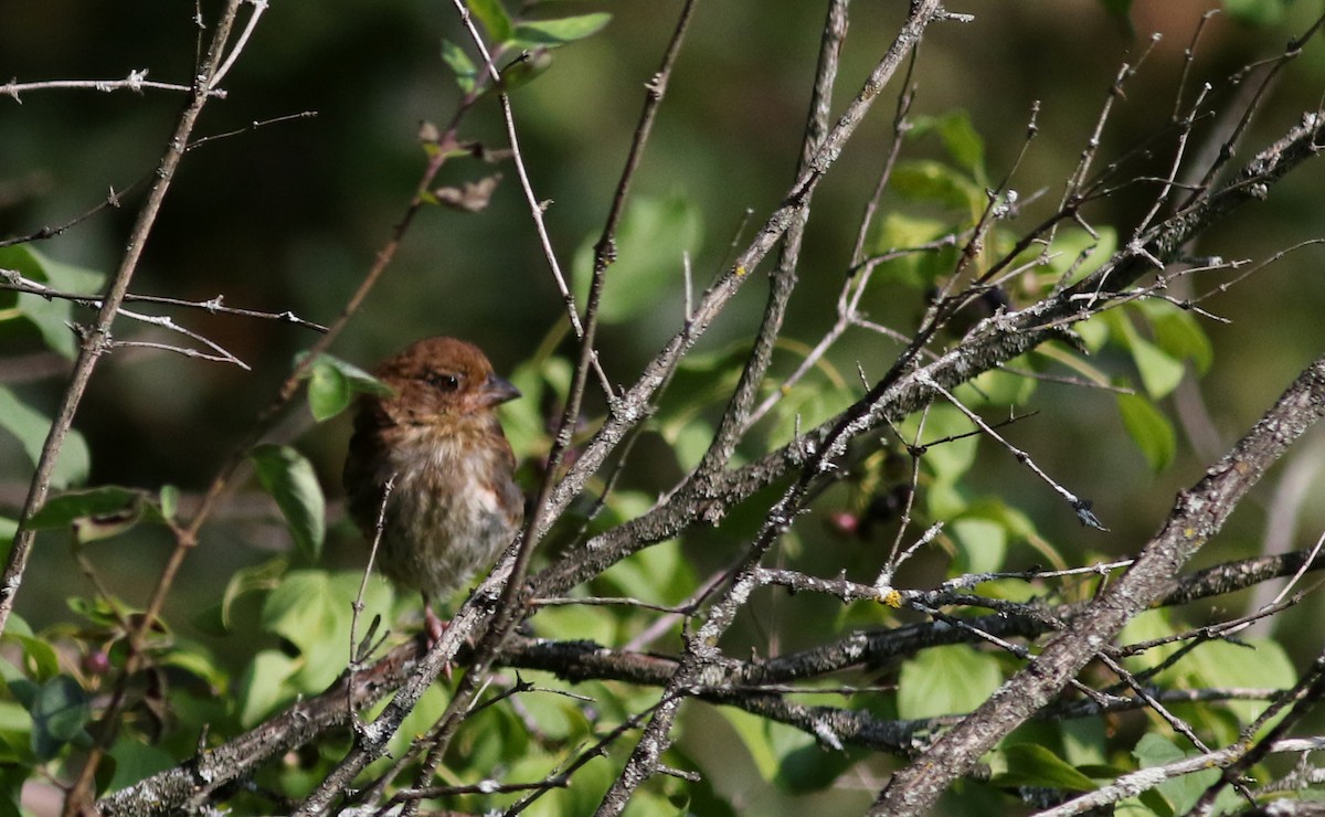 Eastern Towhee - ML75383491