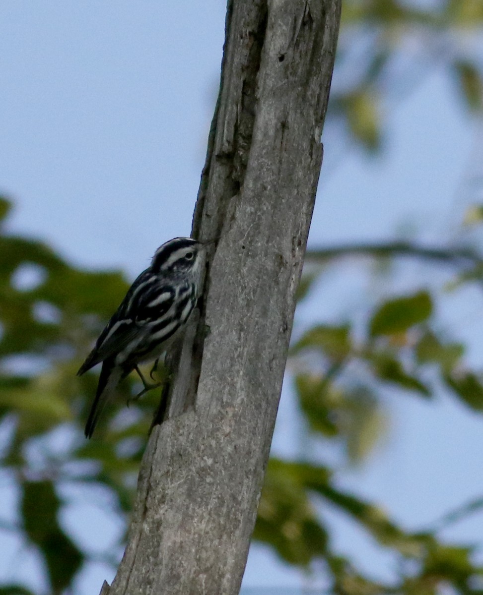 Black-and-white Warbler - Jay McGowan