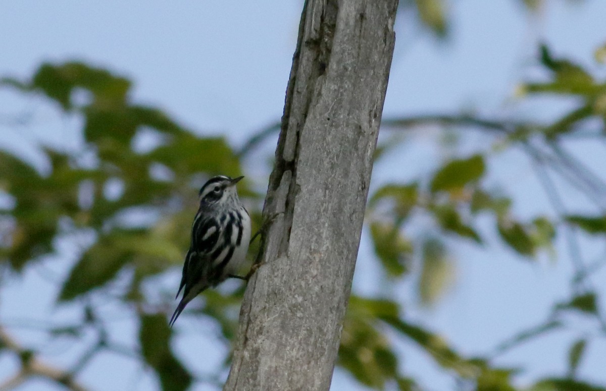 Black-and-white Warbler - Jay McGowan