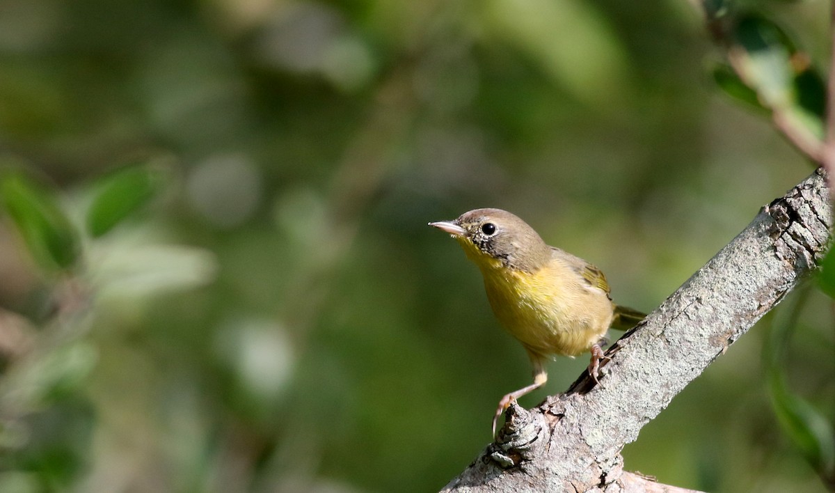 Common Yellowthroat - Jay McGowan