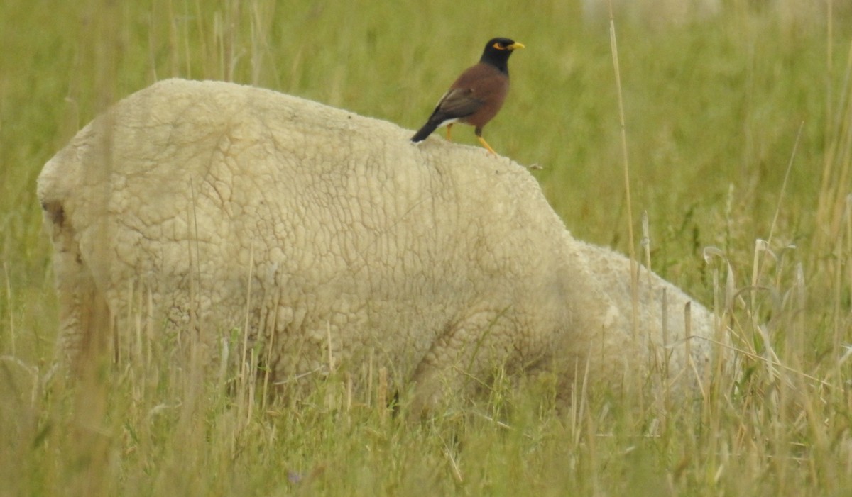 Common Myna - ML75384081