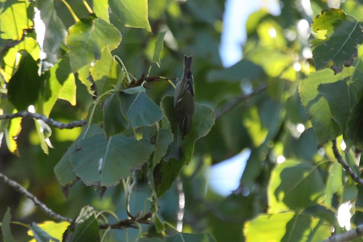 Yellow-browed Warbler - ML75385321