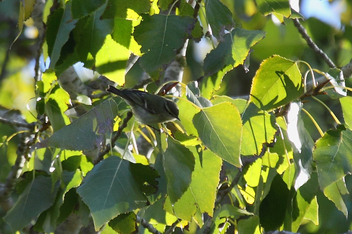 Yellow-browed Warbler - ML75385331