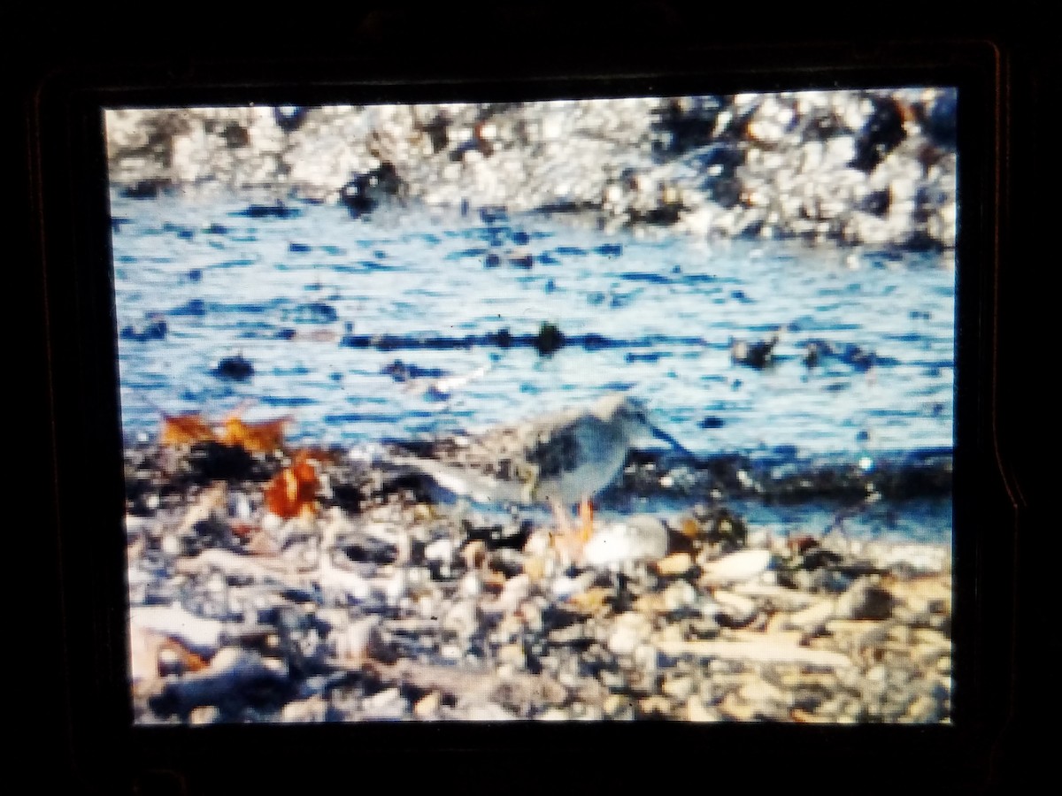 White-rumped Sandpiper - ML75387121