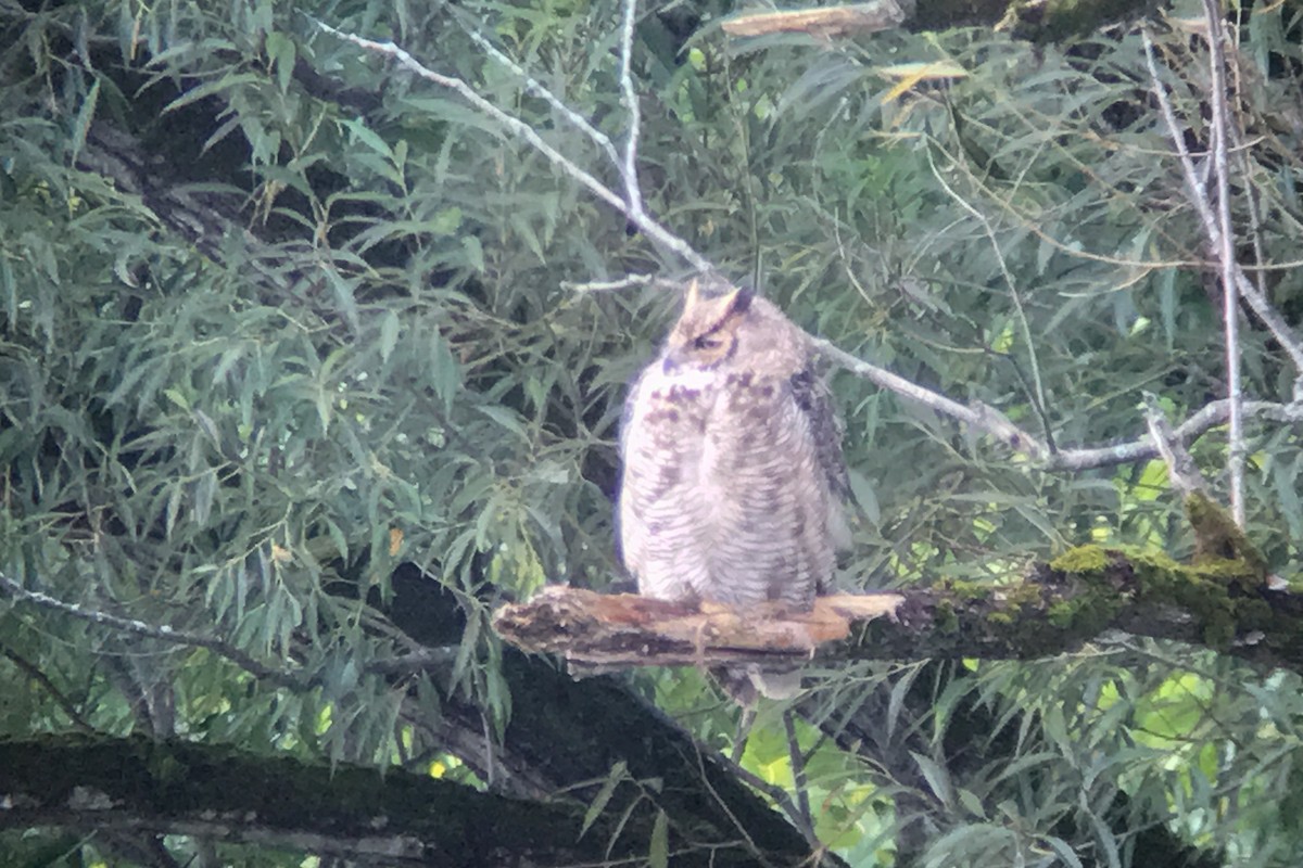 Great Horned Owl - ML75389021