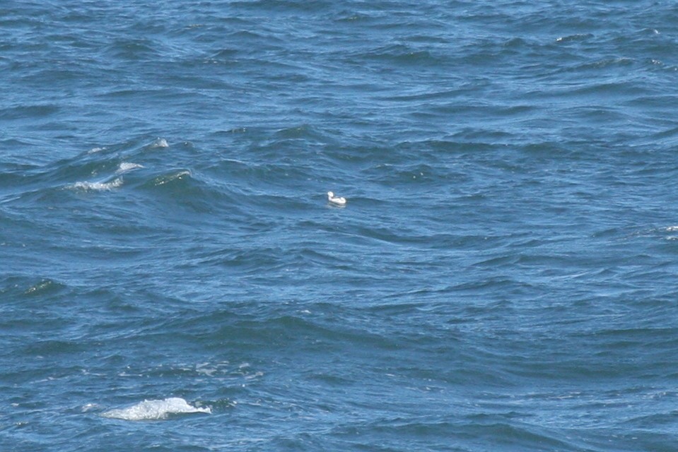 Black Guillemot - ML75390401