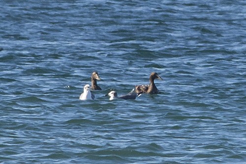 Common Eider - ML75390491