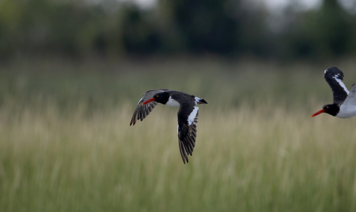 American Oystercatcher - ML75394771